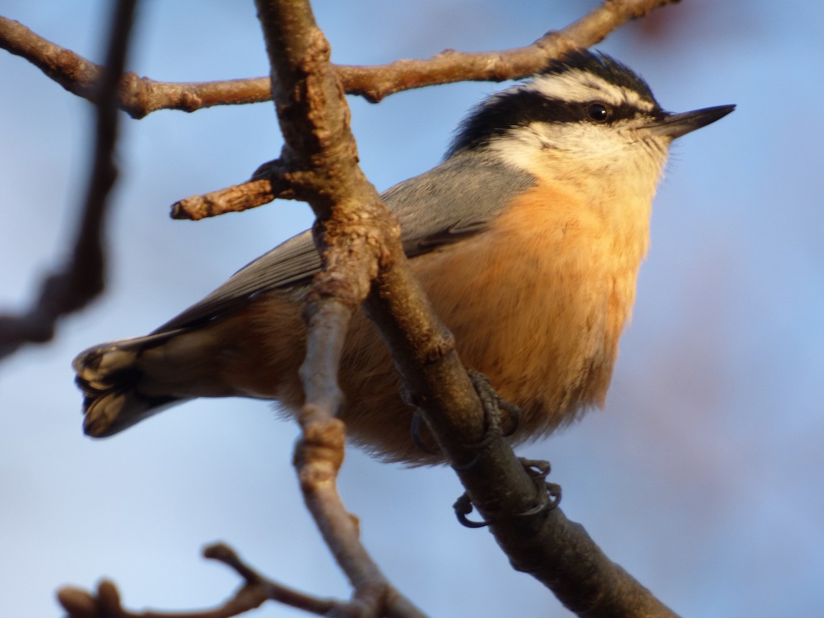 Red-breasted Nuthatch - ML611470718