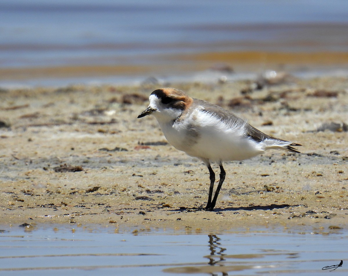 Puna Plover - ML611470826