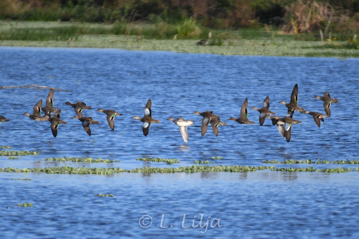 Green-winged Teal - ML611470837