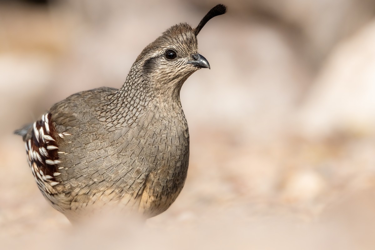 Gambel's Quail - ML611470855