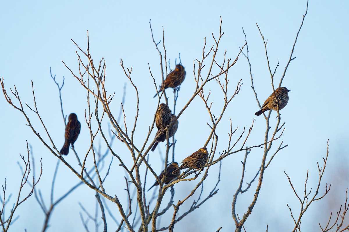 Red-winged Blackbird - Ruogu Li