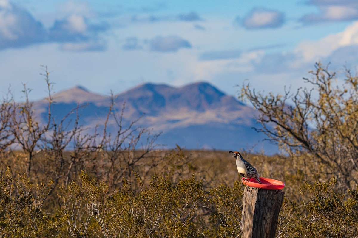 Gambel's Quail - ML611470872