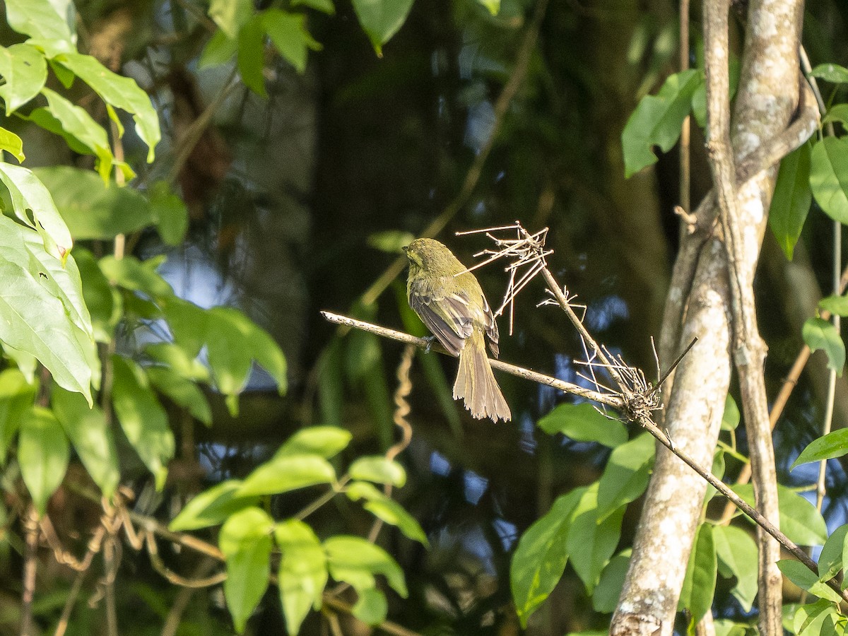 Yellow Tyrannulet - Steven Hunter