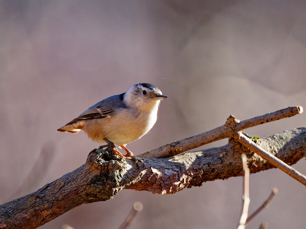 White-breasted Nuthatch - ML611470895