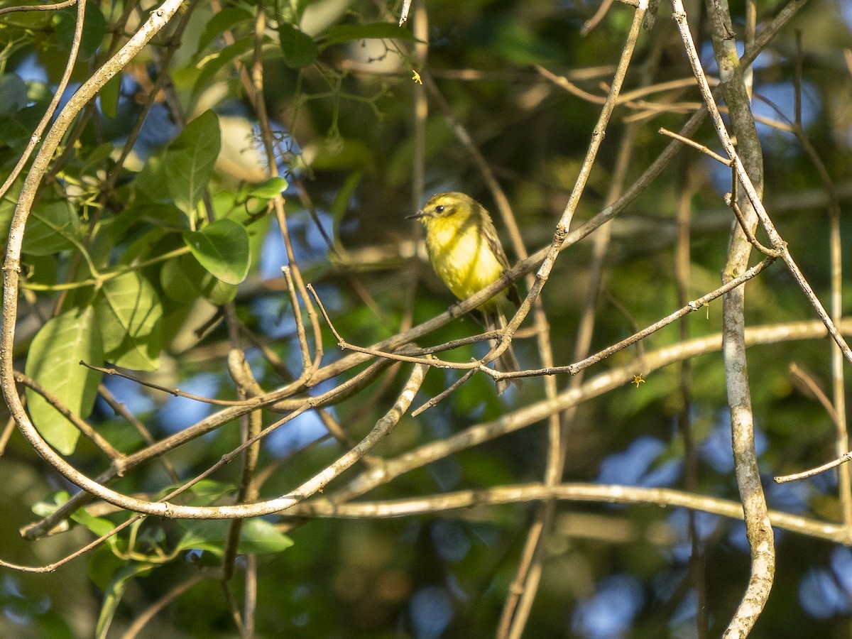 Yellow Tyrannulet - Steven Hunter