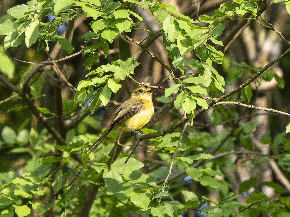 Yellow Tyrannulet - Steven Hunter