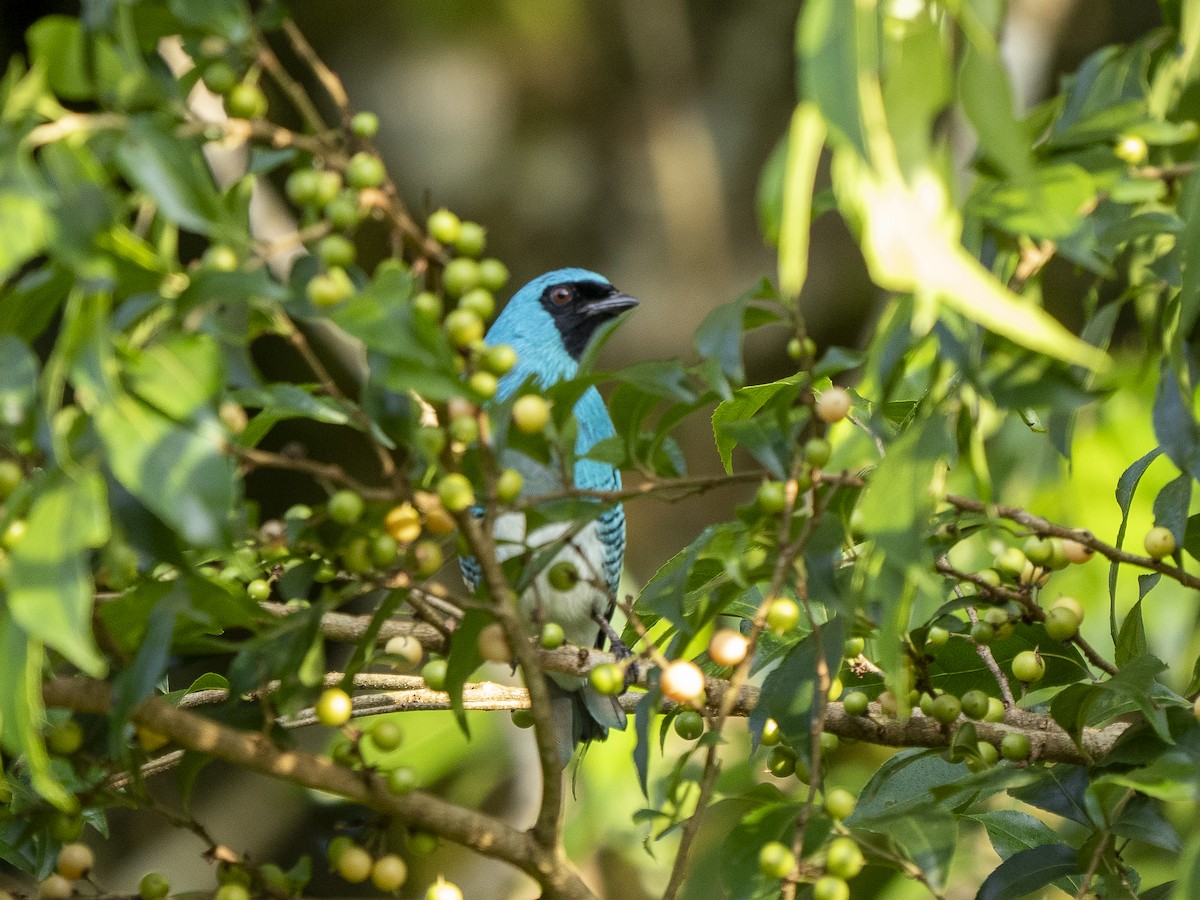 Swallow Tanager - Steven Hunter