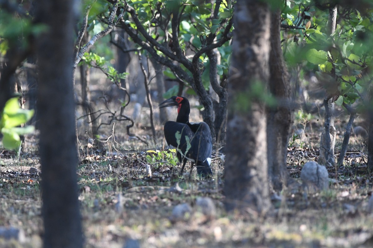 Southern Ground-Hornbill - Gabriel Jamie