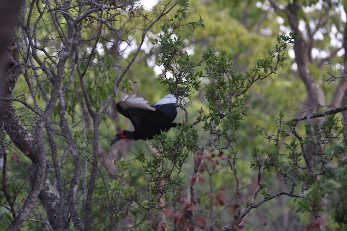 Southern Ground-Hornbill - Gabriel Jamie