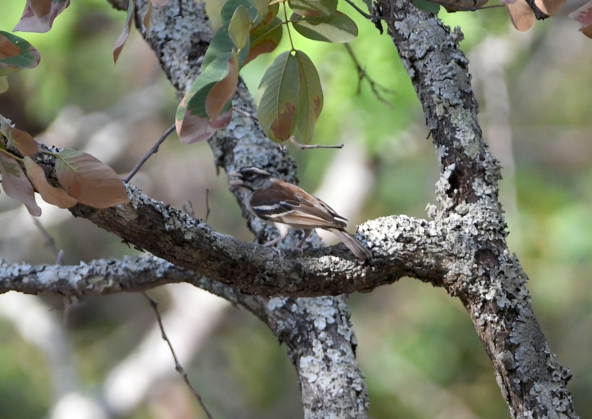 Chestnut-backed Sparrow-Weaver - Gabriel Jamie