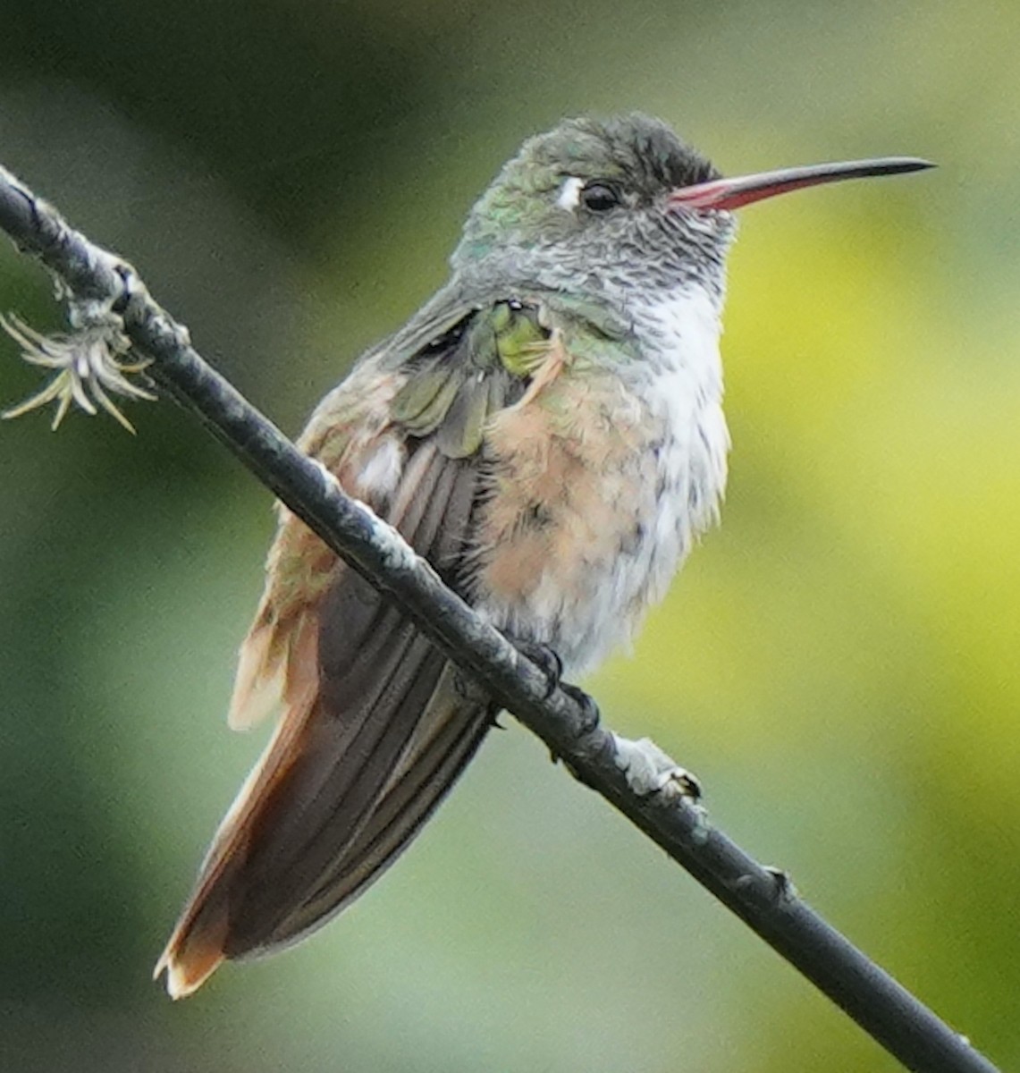 Amazilia Hummingbird - ML611471221