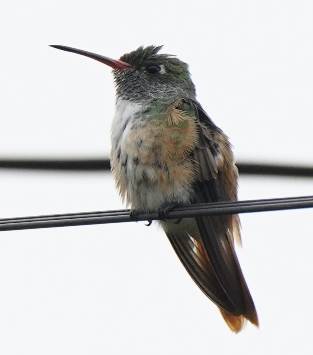 Amazilia Hummingbird - ML611471222
