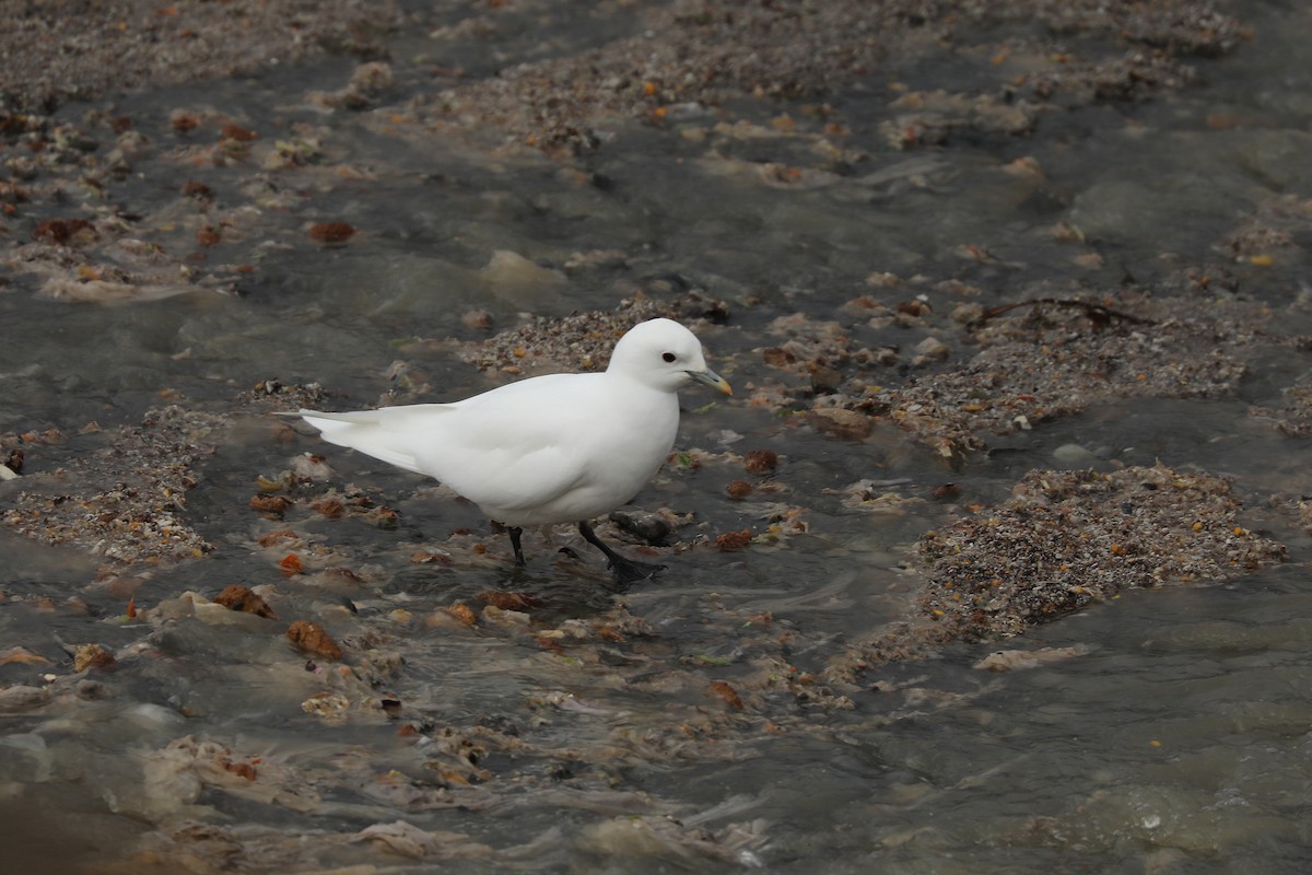 Ivory Gull - ML611471236