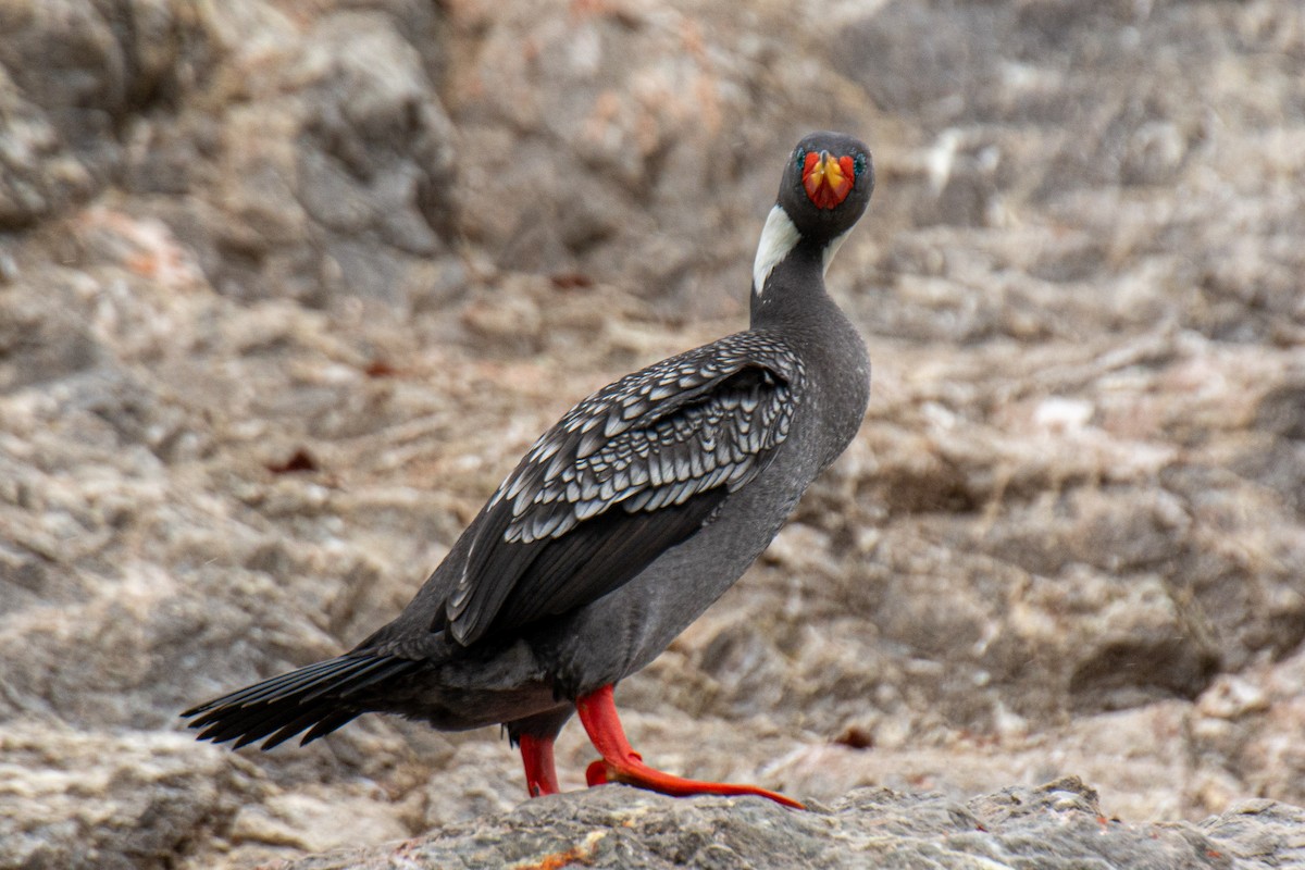 Red-legged Cormorant - ML611471266