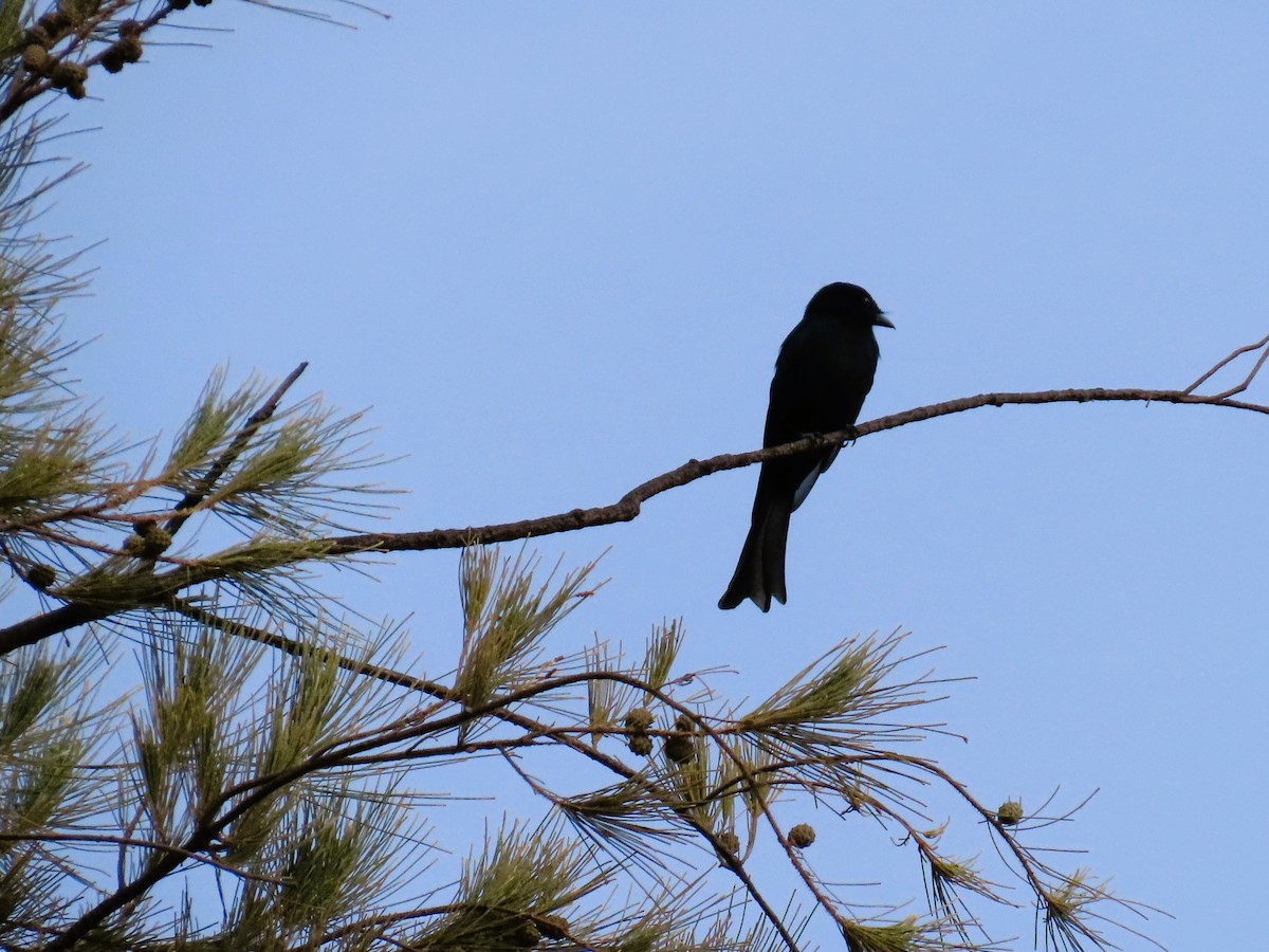 Fork-tailed Drongo - ML611471289