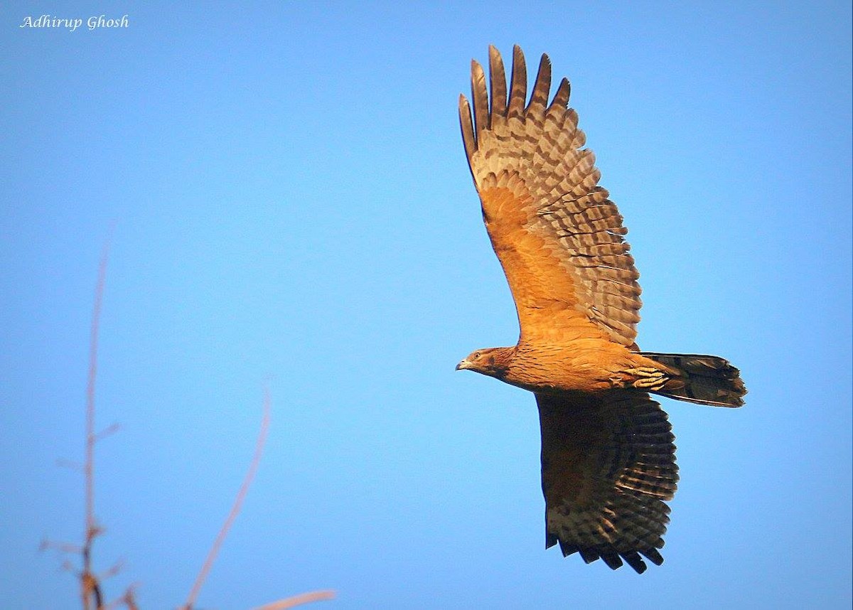 Oriental Honey-buzzard - ML611471422