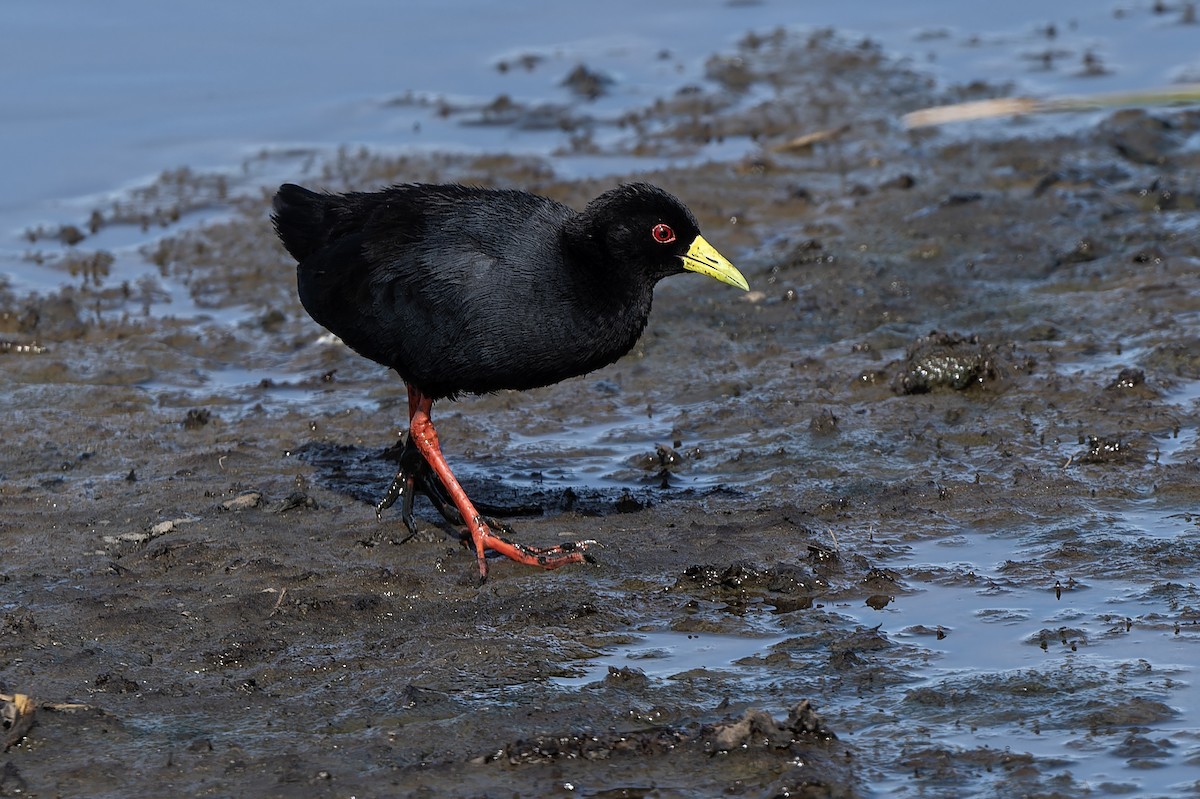 Black Crake - ML611471454