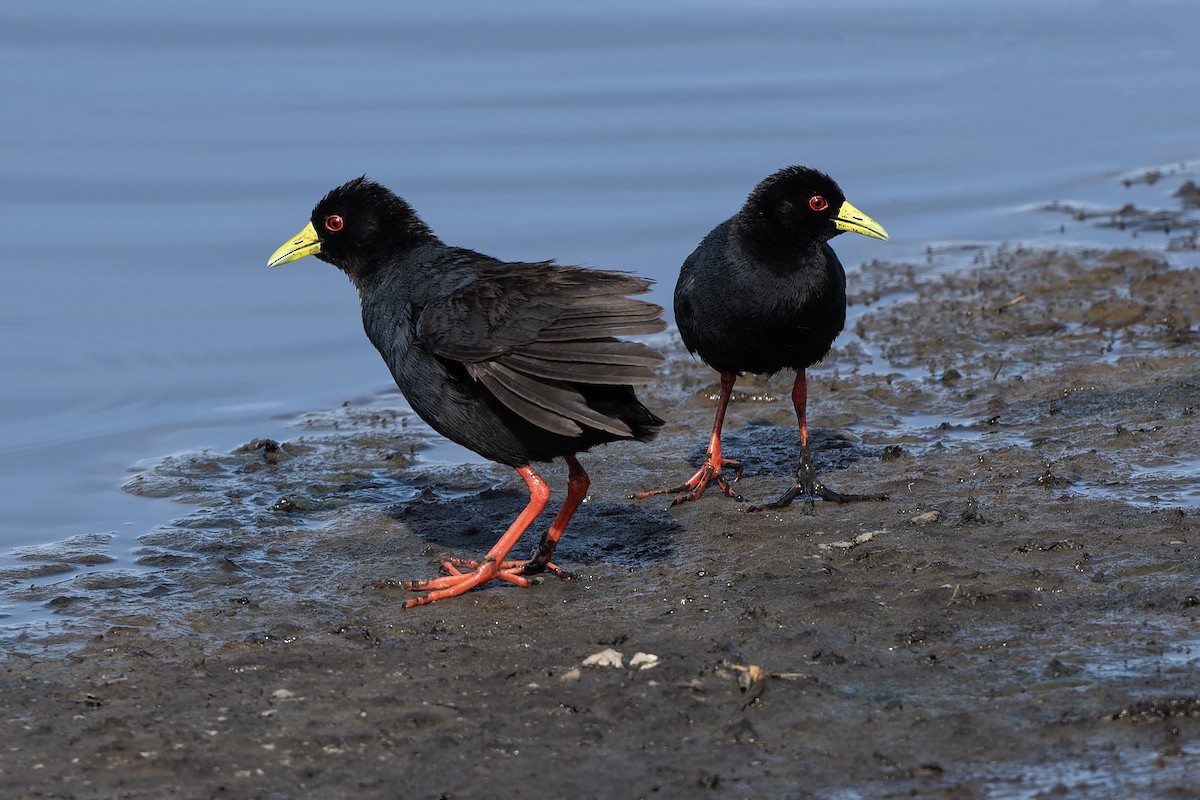 Schwarzkielralle - ML611471455