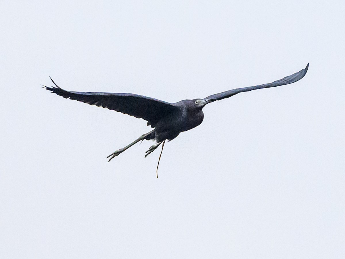 Little Blue Heron - ML611471502