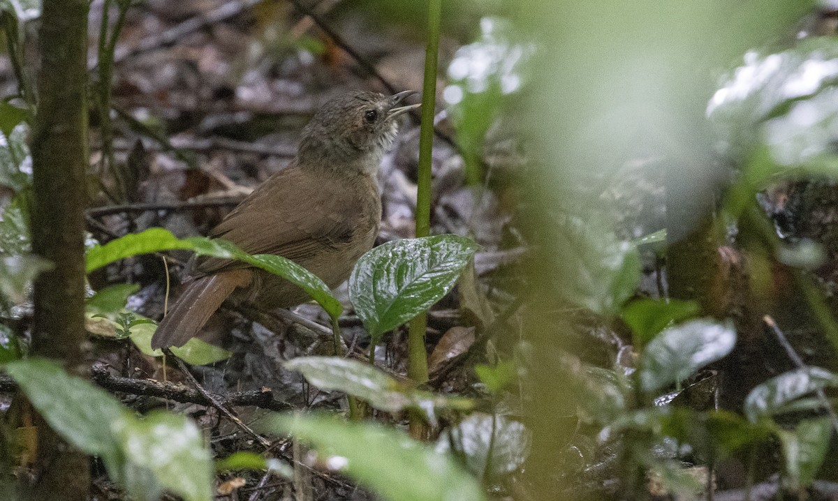 Akalat à poitrine écaillée - ML611471503