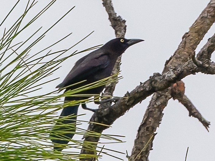 Common Grackle - ML611471533