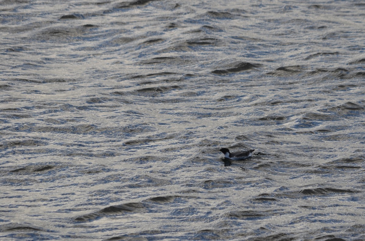 alkoun černohrdlý - ML611471696