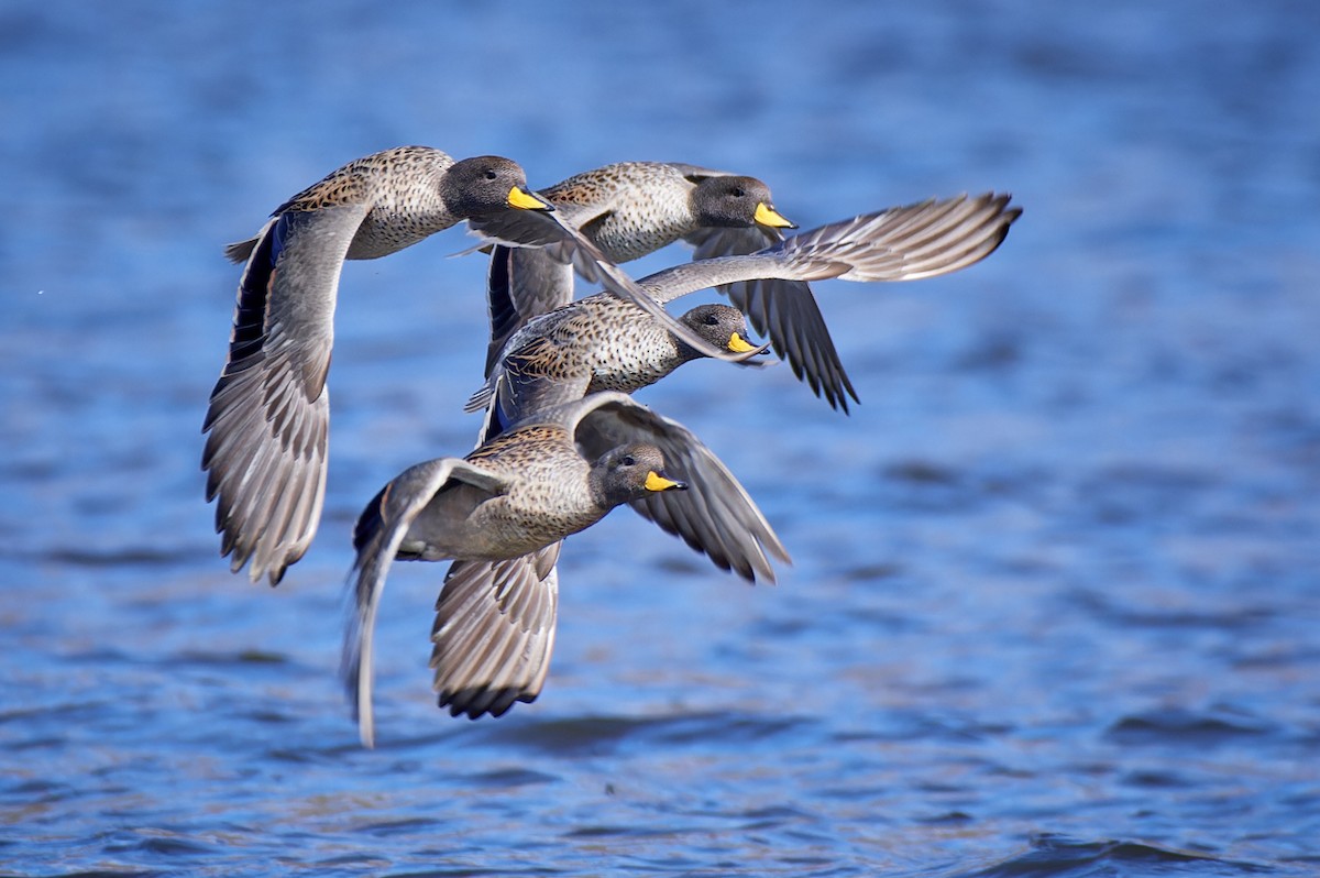 Yellow-billed Teal - Tomáš Grim