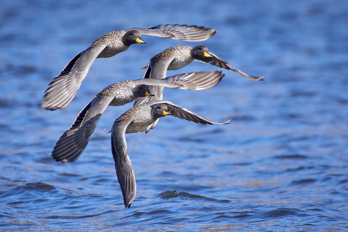 Yellow-billed Teal - ML611471698