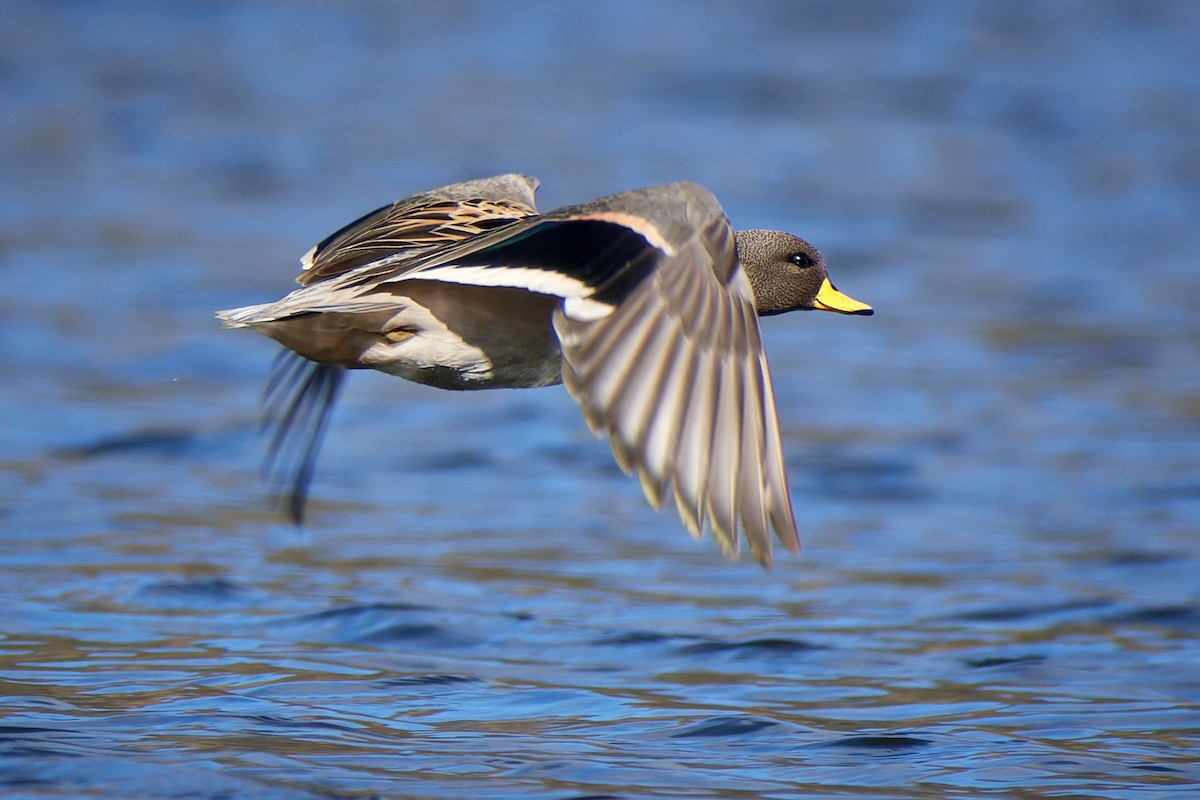 Yellow-billed Teal - ML611471699