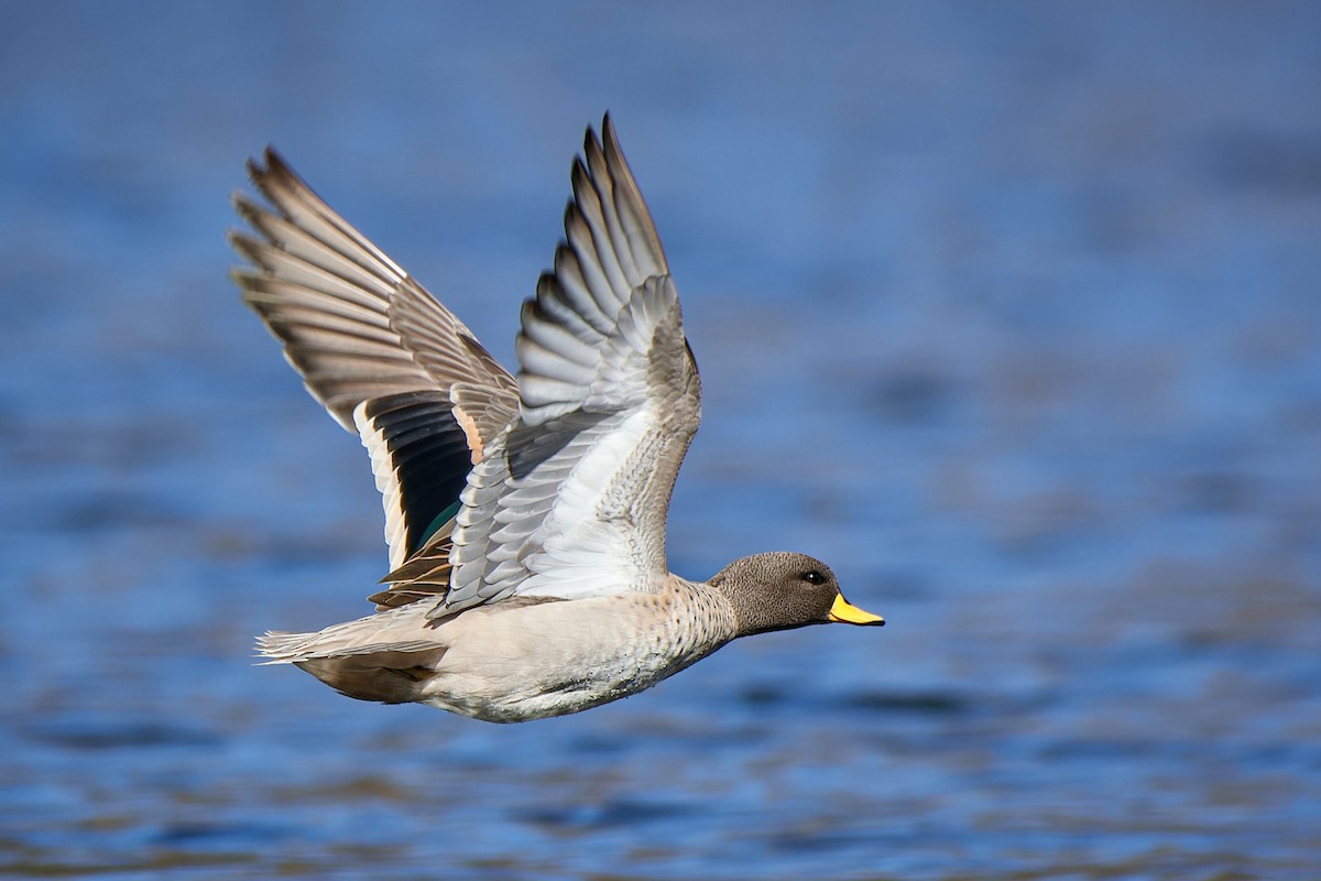 Yellow-billed Teal - ML611471700