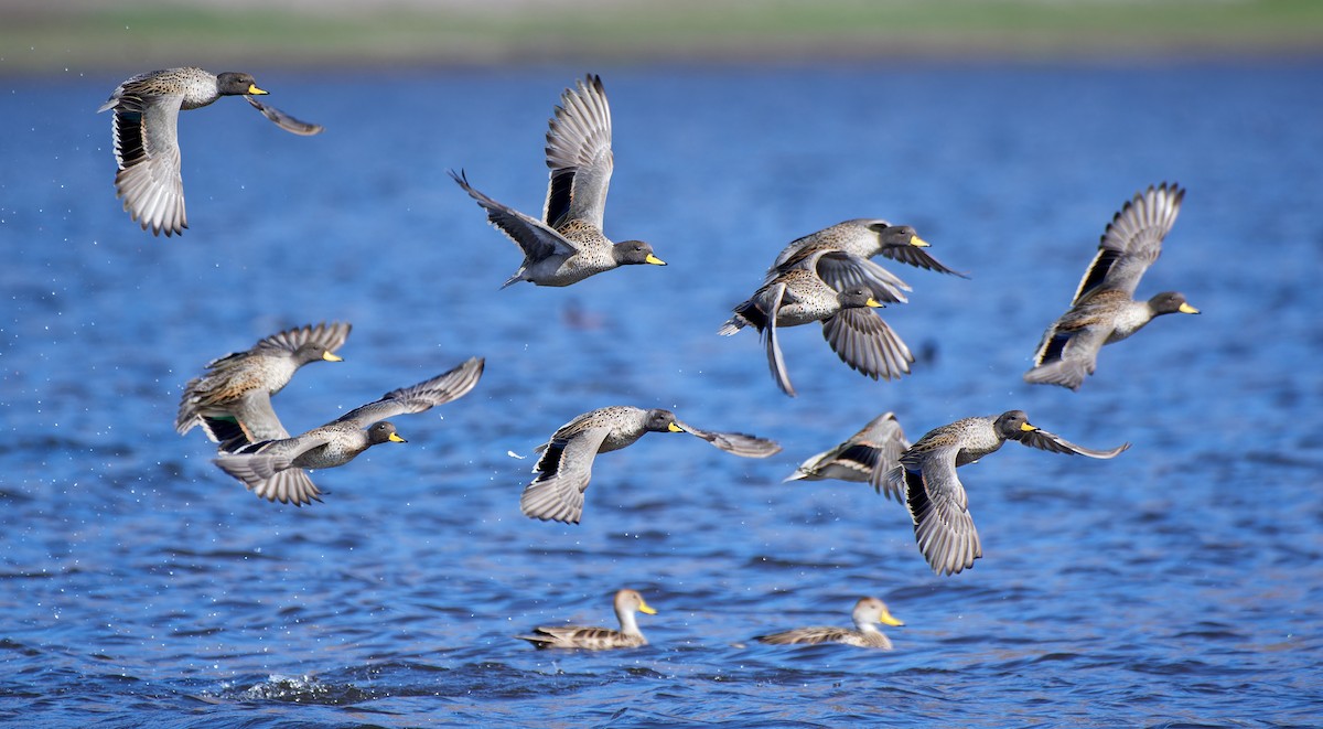 Yellow-billed Teal - ML611471704