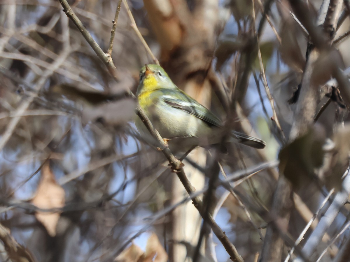 Northern Parula - ML611471716