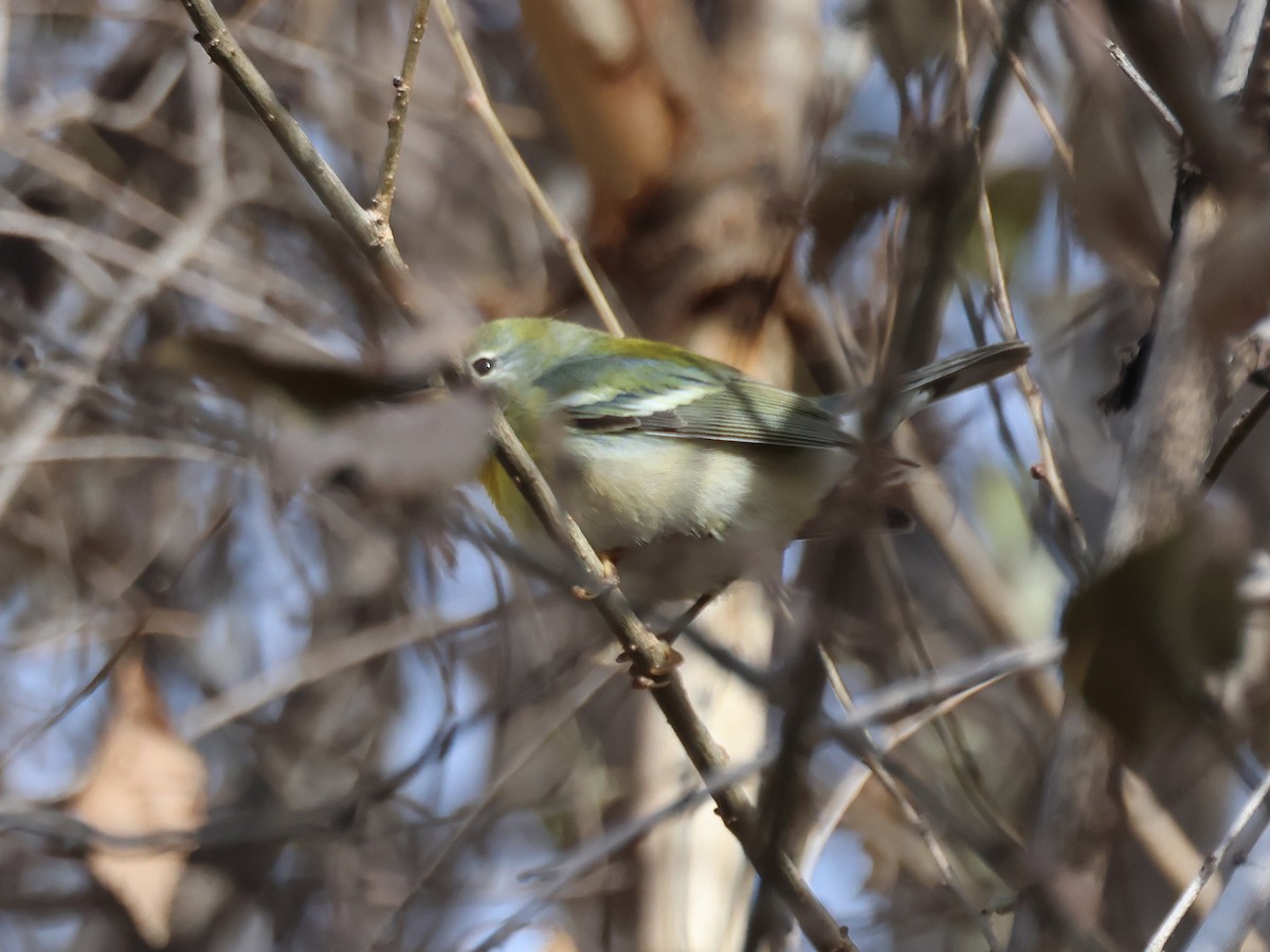 Northern Parula - Alan Versaw