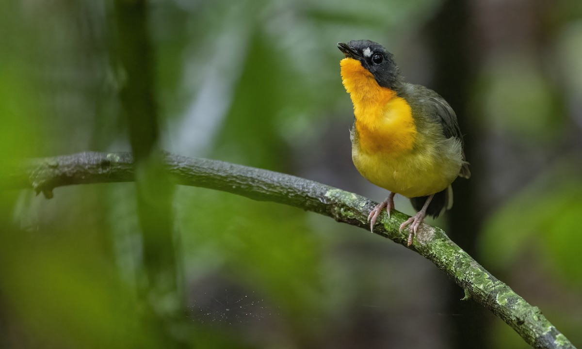 Yellow-breasted Forest Robin - George Armistead | Hillstar Nature