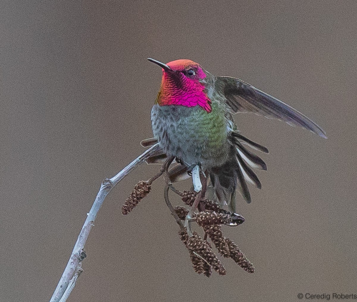 Anna's Hummingbird - Ceredig  Roberts