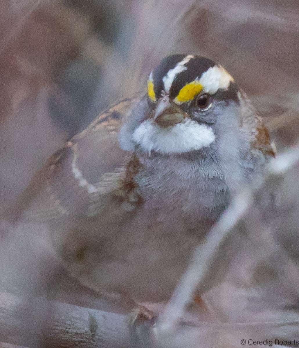 White-throated Sparrow - ML611471822
