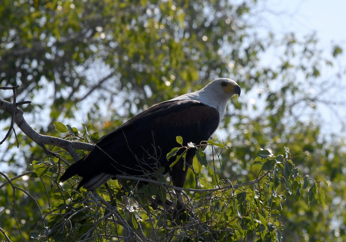 African Fish-Eagle - ML611471839