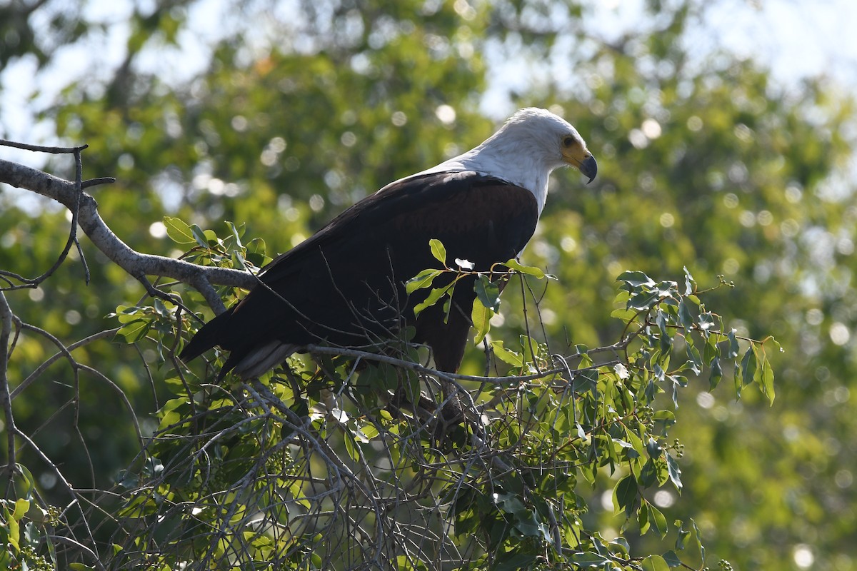 African Fish-Eagle - ML611471851