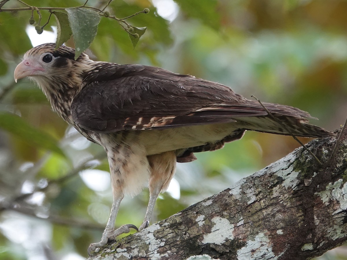 Caracara à tête jaune - ML611471995