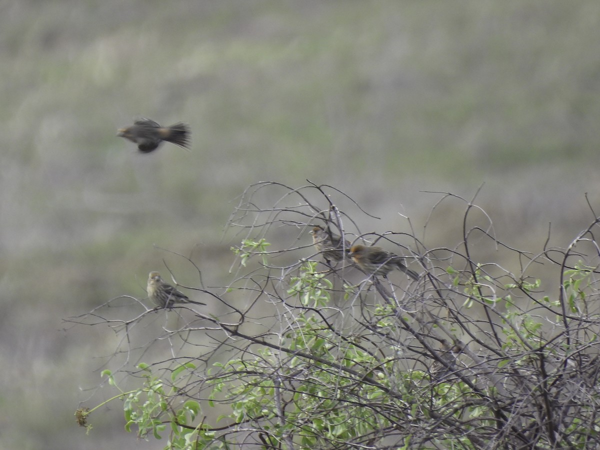 House Finch - ML611472059