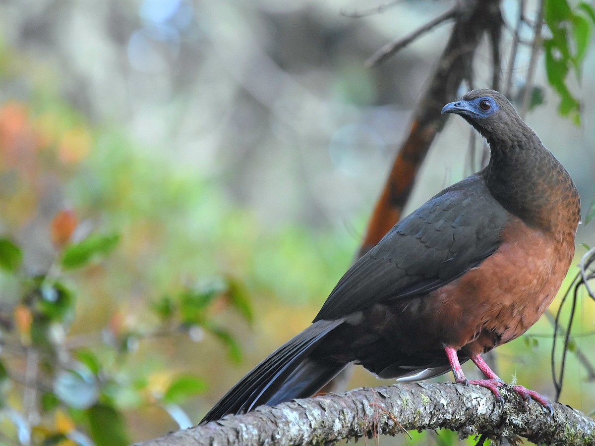 Sickle-winged Guan - ML611472119