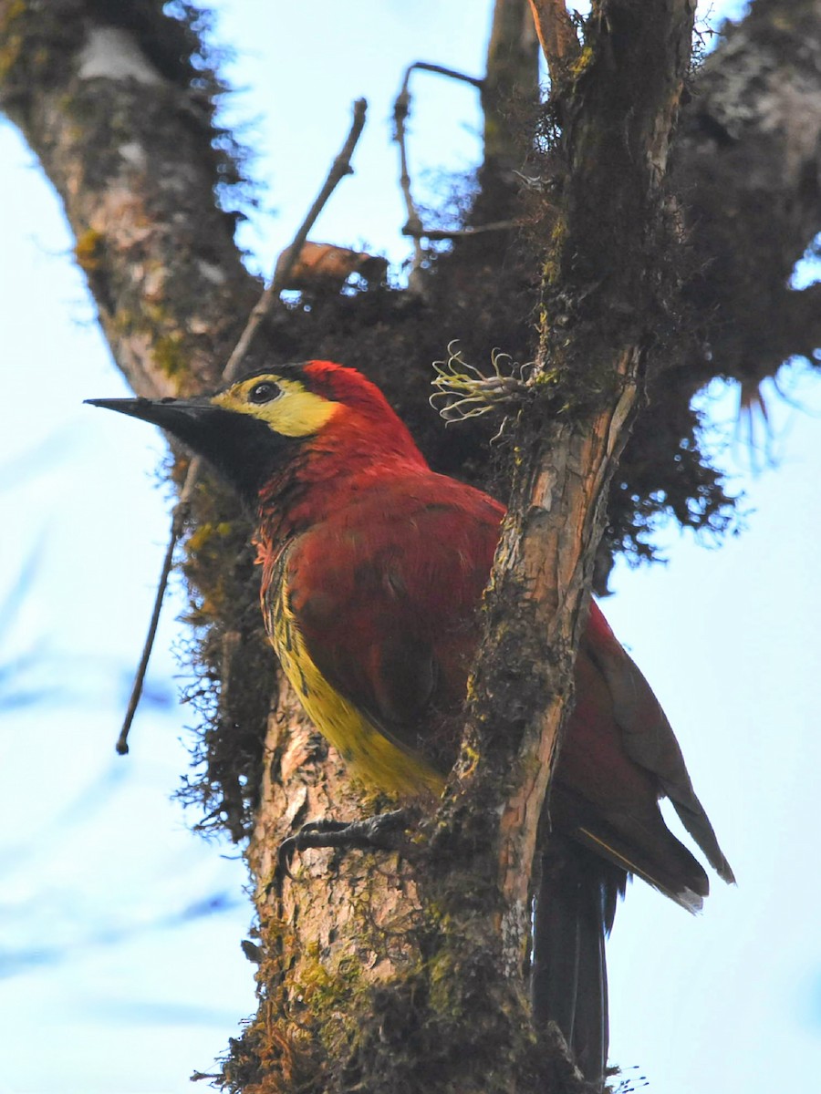 Crimson-mantled Woodpecker - ML611472143