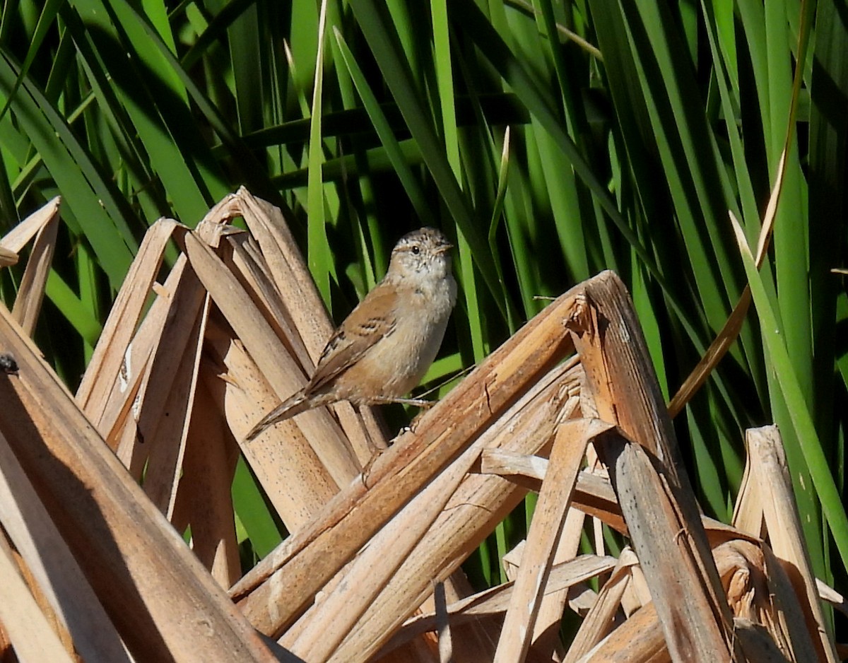 Marsh Wren - ML611472179