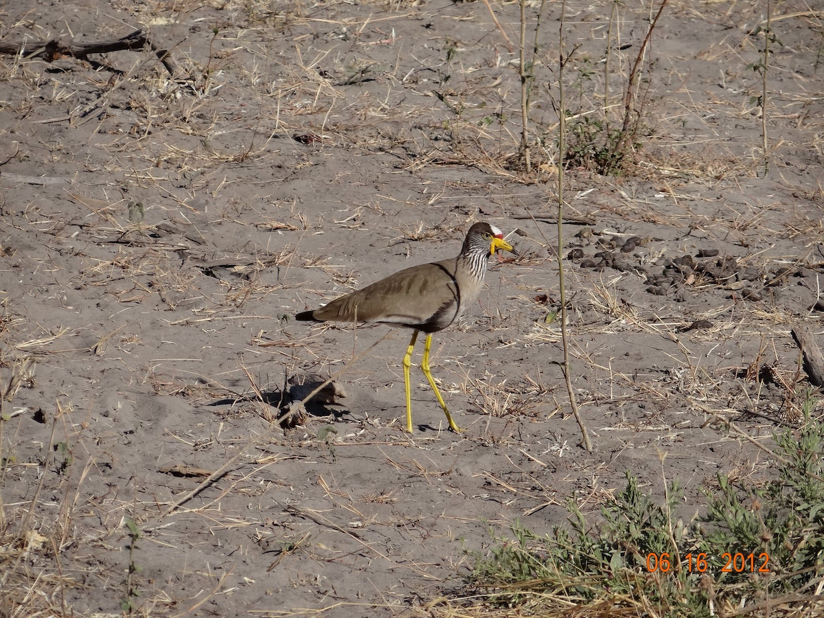 Wattled Lapwing - Matthew Eisenson