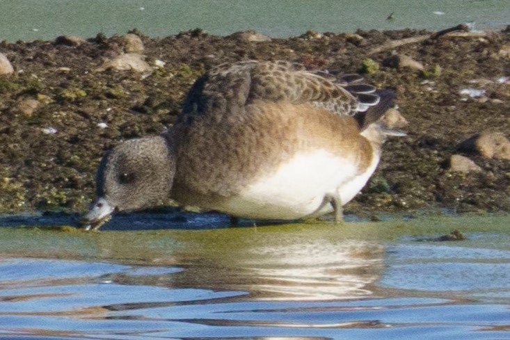 American Wigeon - ML611472281