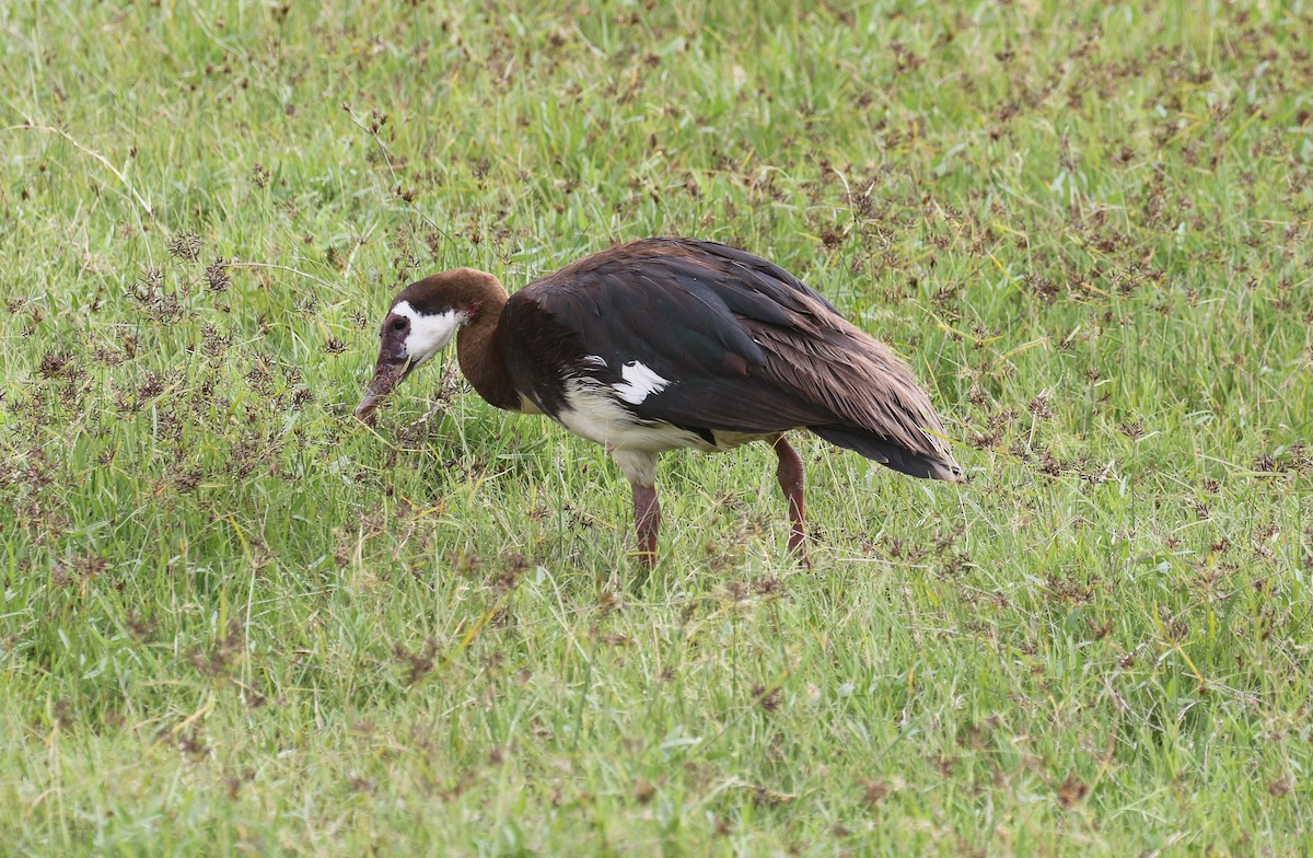 Spur-winged Goose - ML611472543