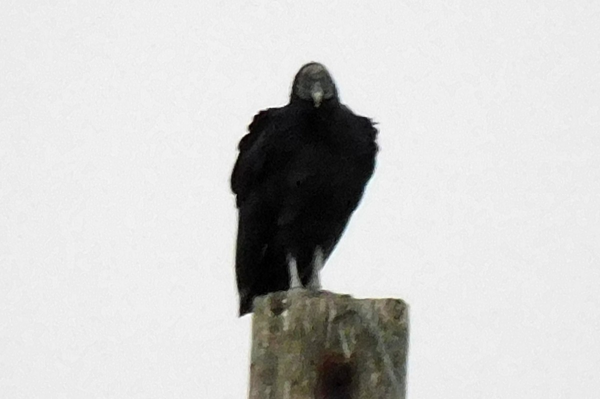 Black Vulture - ML611472573