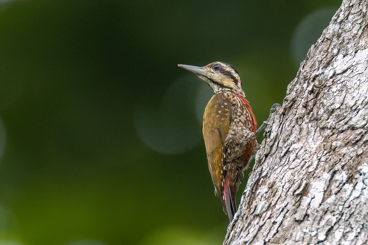 Fire-bellied Woodpecker - ML611472575