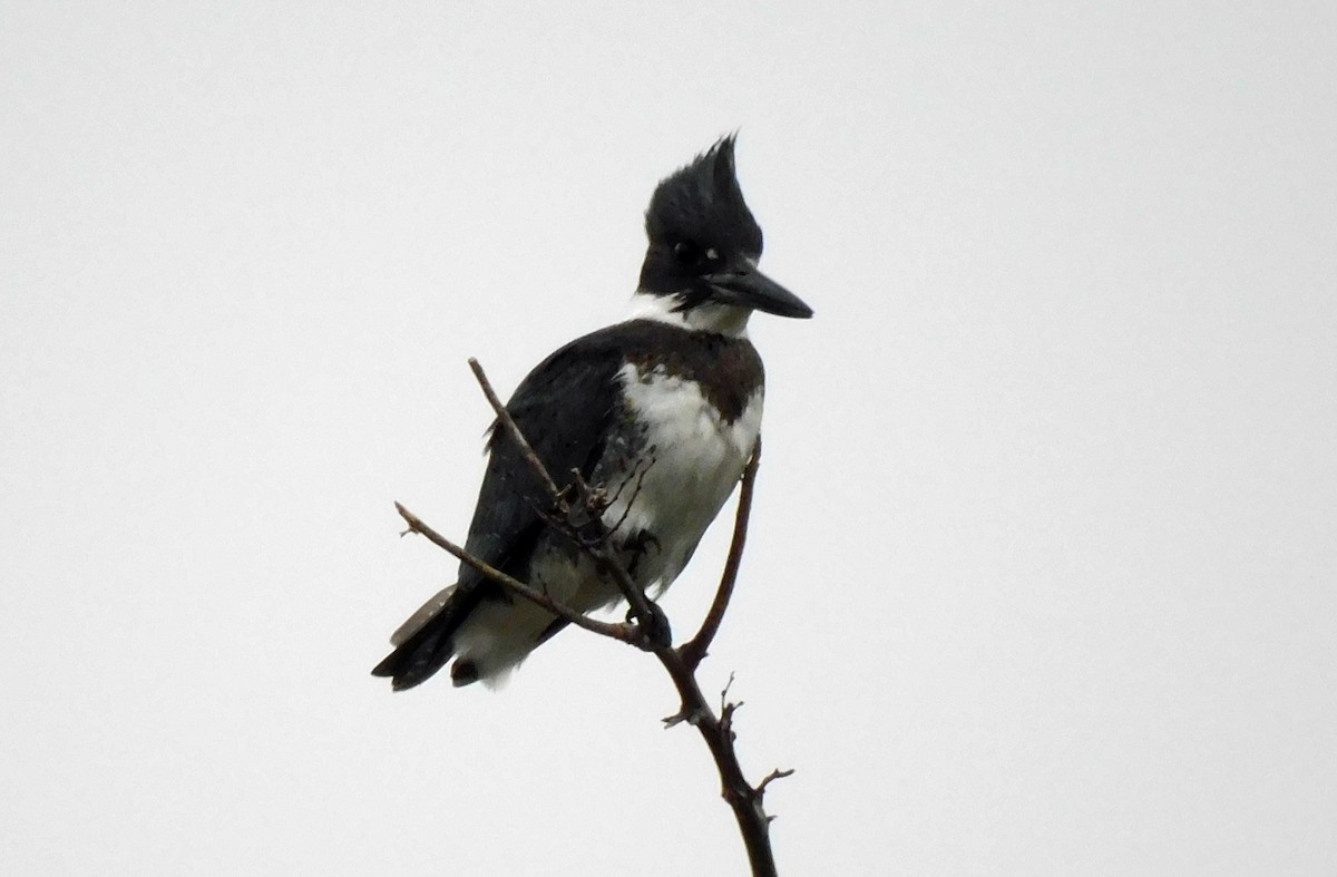 Belted Kingfisher - ML611472587