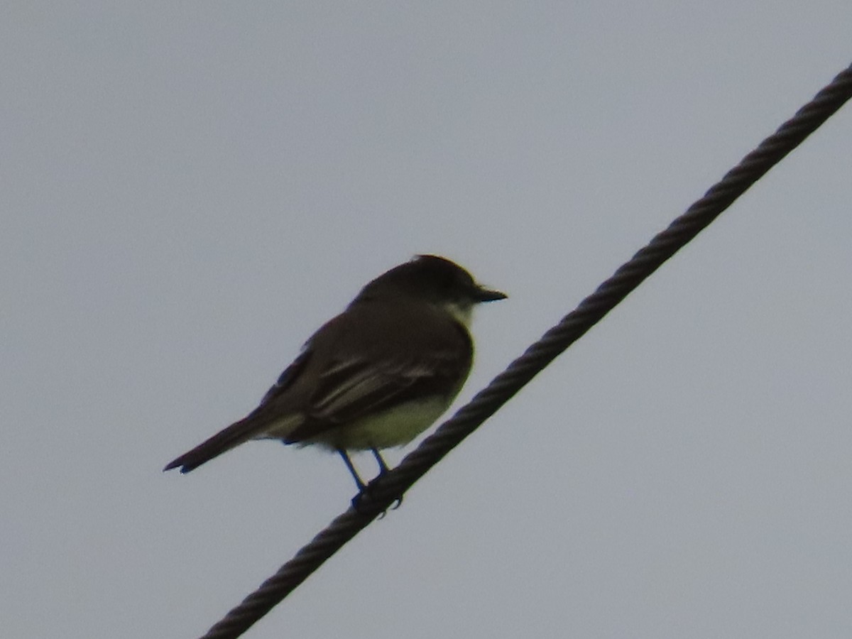 Eastern Phoebe - ML611472684